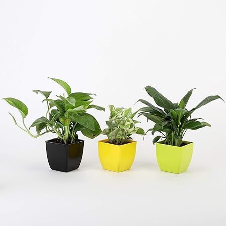 Ferns N Petals Combo of Good Luck Green Money Plant, White Pothos Plant & Peace Lily Plant Live Indoor Black, Yellow & Green Plastic Pot 3 X 3 Inches
