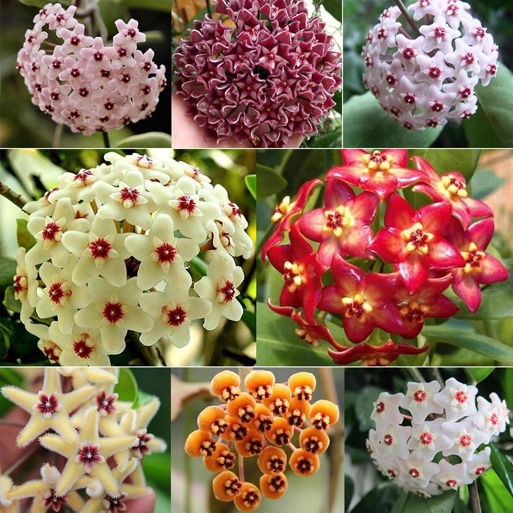 Купить Цветок Хойя В Москве