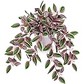 Briful Faux Plants Indoor Fake Potted House Plants Artificial Watermelon Peperomia Hanging Plant for Home Office Bedroom Aesthetic Shelf Kitchen Decoration(Pink - 1 Pack)