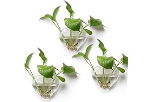 CYZGLASS Wall Hanging Planter Propagation Station for Indoor Plants Glass Vase Air Plant Holder for Bathroom Living Room