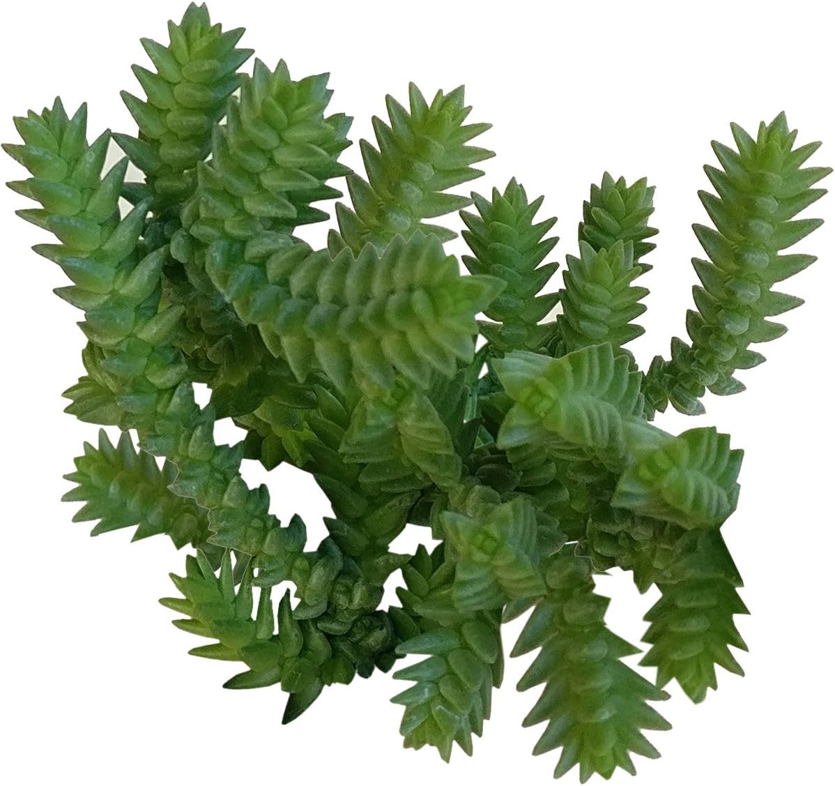 Crassula Imperialis Watch Chain Succulent Plant (2 inch)