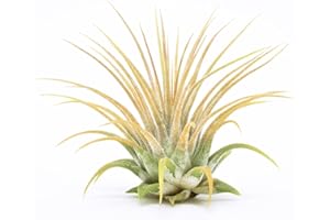 SEEDS OF STRENGTH Air Plants Ionantha - Colors and Shape Varies Due to Seasonality-Live Tillandsia Succulent House Plants - Home and Garden Decor-Easy Care Plants (Yellow)