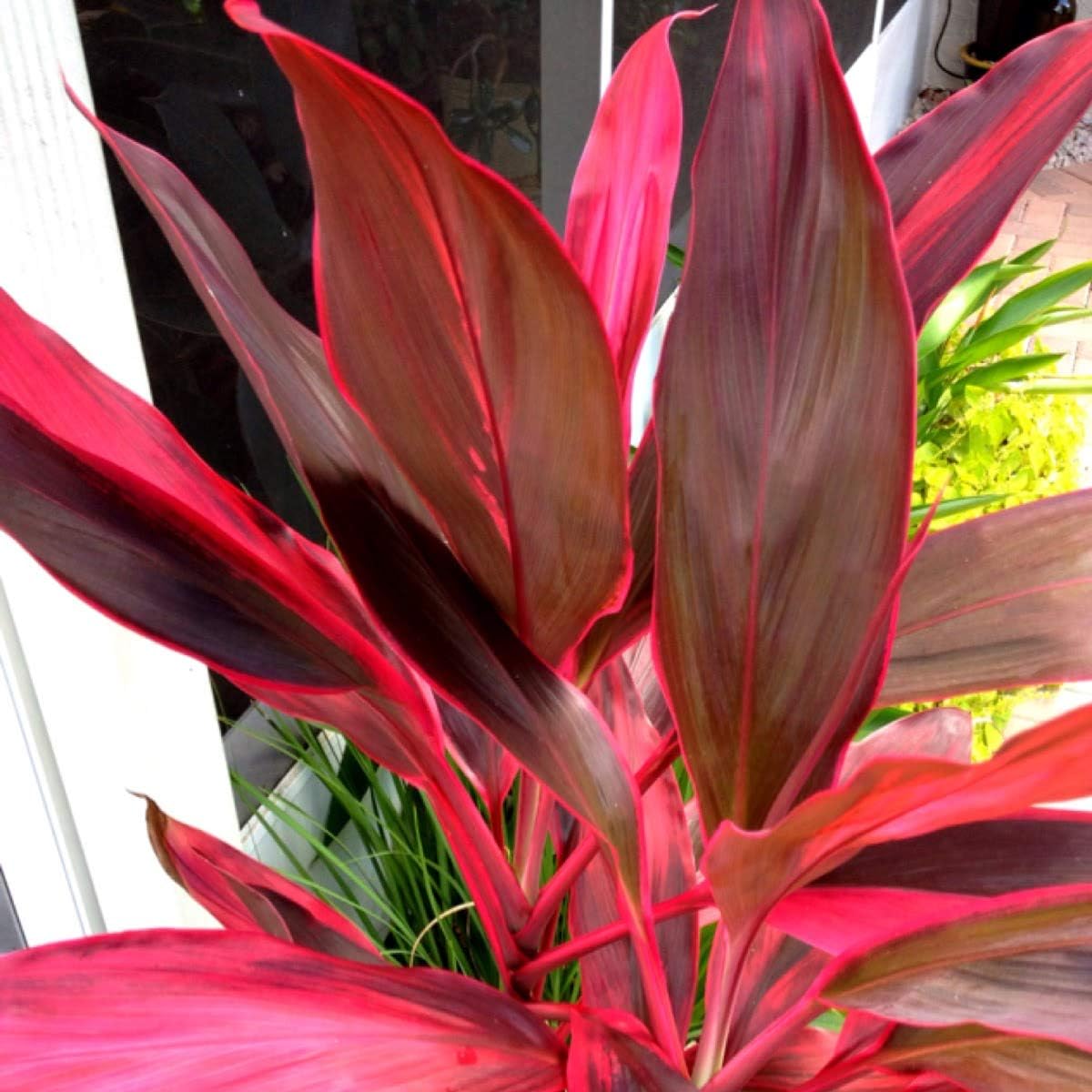 Amazon Com Hawaiian Red Ti Leaf Plant 2 Logs Grow Hawaii Garden Outdoor