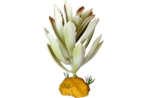 Woyrise Reptile Artificial Plants Terrarium Decor, Fake Desert Plants Bearded Dragon Tank Decorations Accessories fit Crested Gecko Leopard Lizard Chameleon Ball Python Snake Frog - Cactus Succulent