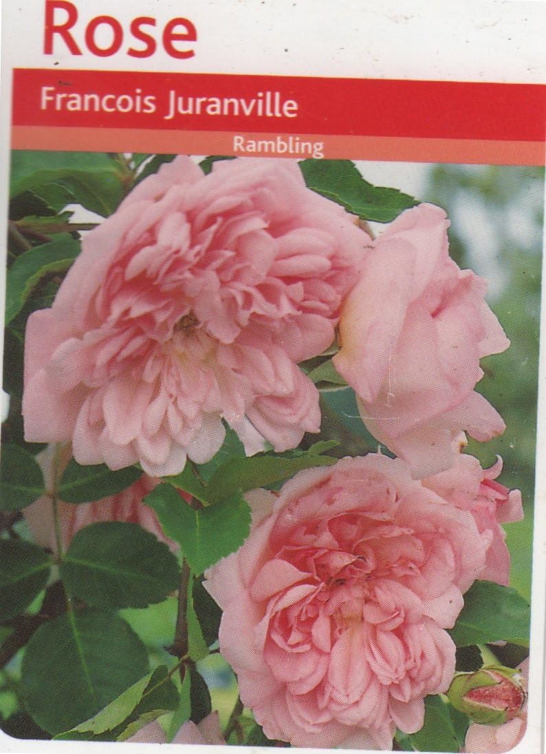 FRANCOIS JURANVILLE RAMBLING ROSE