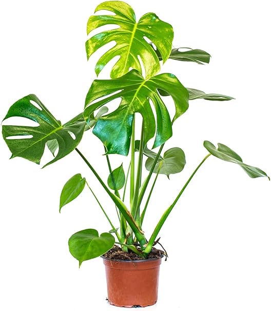 Monstera Deliciosa L Amazon Co Uk Garden Outdoors