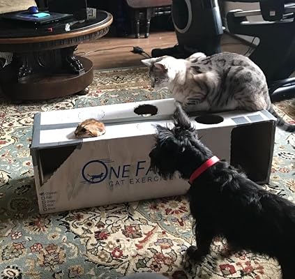 one fast cat amazon