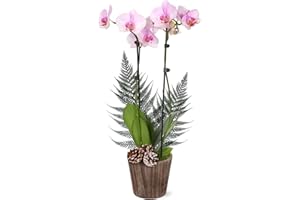 PLANTS & BLOOMS SHOP Just Add Ice SA5122 Light Pink Orchid in Brown Wooden Pot with Snowy Pinecone Pick, Live Indoor Plant, Long-Lasting Fresh Flowers, Rustic Holiday Décor or Gift, 5" Diameter, 16" Tall