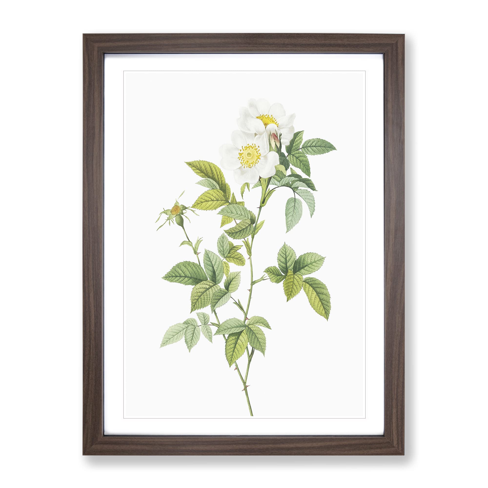 Anjou Rose In White By Pierre Joseph Redoute Vintage Framed Wall Art Print, Ready to Hang Picture for Living Room Bedroom Home Office Décor, Walnut A3 (34 x 46 cm)