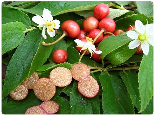 50 Cotton Candy Berry Seeds, Calabur Tree, Capulin, Jamaica Cherry ...