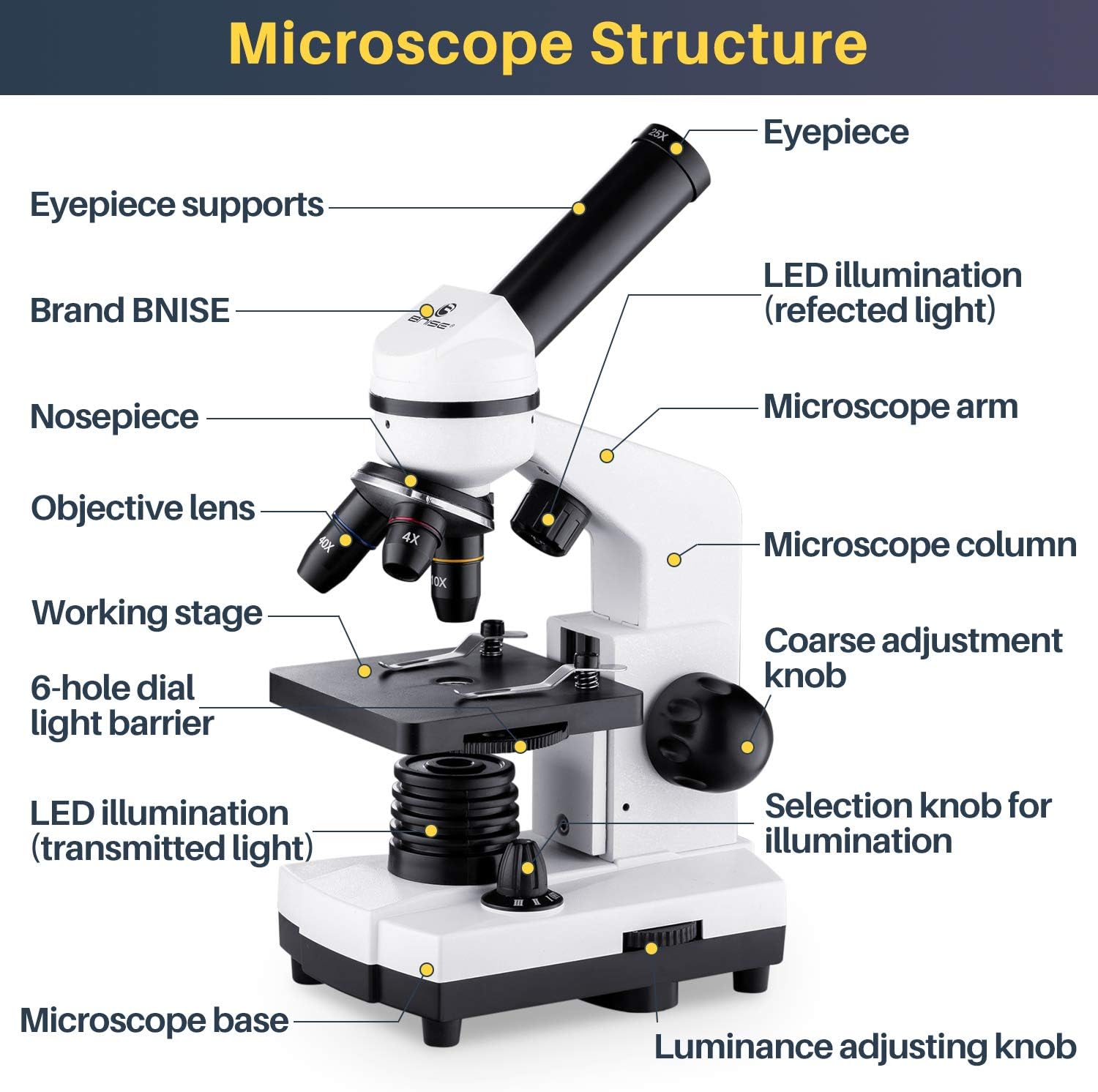 Fine Adjustment Knob Microscope Definition Micropedia