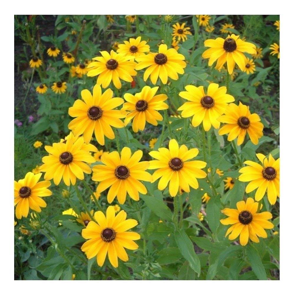 PREMIER SEEDS DIRECT - RUDBECKIA HIRTA - Black Eyed Susan - 2000 Finest Seeds