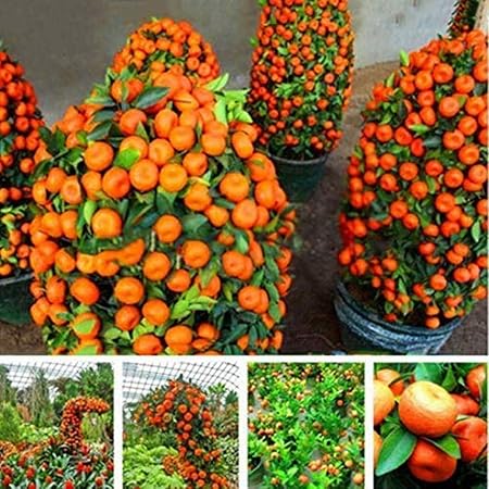 Creative Farmer High Yield Hybrid Home Bonsai Sweet Orange Fruit Plant - *1 All Season Delicious Fruit Live Plant (PLANT-2-ORANGE#A2Bll@)
