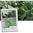 Giant Noble Spinach Seeds for Planting, 100+ Heirloom Seeds Per Packet, (Isla's Garden Seeds), Non GMO Seeds, Botanical Name: Spinacia oleracea, Packaged for 2024 Growing Season