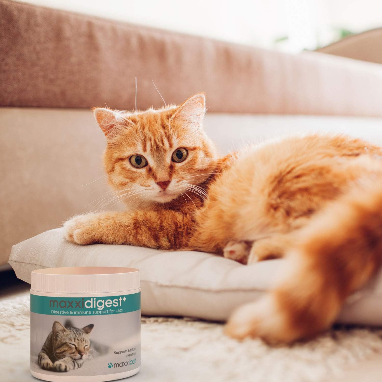 Prednisolone 5mg für katzen