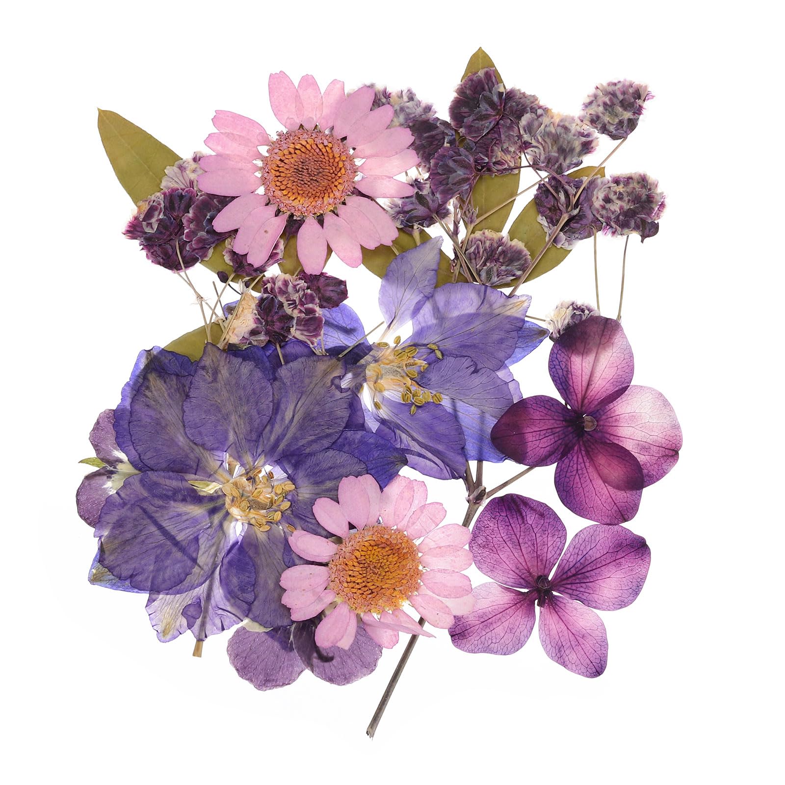 PATIKIL Dried Pressed Flowers, Real Dry Leaves Pressed Bloom for Scrapbook Supplies Card Making Resin Jewelry Making Soap Candle DIY Crafts, Purple
