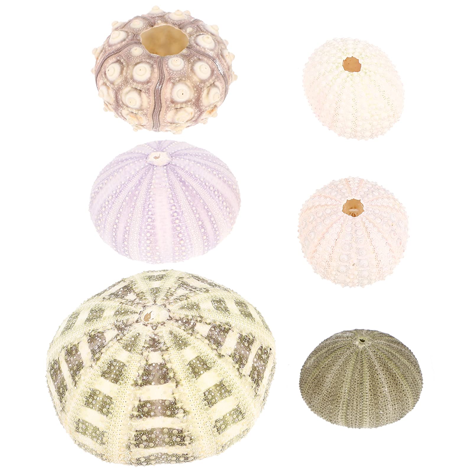 Happyyami 6pcs Air Plants Holders Mini Sea Urchin Shell Pot Sea Urchin Shells Craft Decor