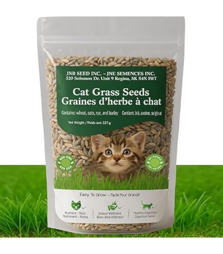 Bac à Herbe à Chat Sans Terre - Double Couche - Germoir à Blé Pour Chat - Kit De Plantation Maison - Dimensions 19x12.5x5 Cm