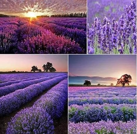 Amazon Yzztssj 100個屋外の庭を植えるためのラベンダーの種多年生の家宝の花庭の園芸風景手入れが簡単な装飾的な価値があります ハーブ