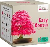 Grow Buddha Grow Your Own Bonsai Starter Kit – 4 Trees for Beginners