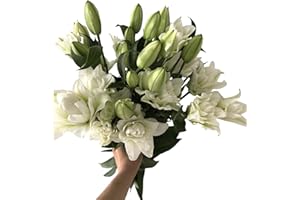 WANGBINYU 5 stems fresh-cut multi-petal lilies Scented for a long time and good for hydroponic flower arrangements Shipped in fresh bud condition Gifts sympathy, friendship and love