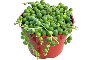 Live Succulent (4" String of Pearls), Succulents Plants Live, Succulent Plants Fully Rooted, Rare House Plant for Home Office Decoration, DIY Projects, Party Favor Gift by The Succulent Cult