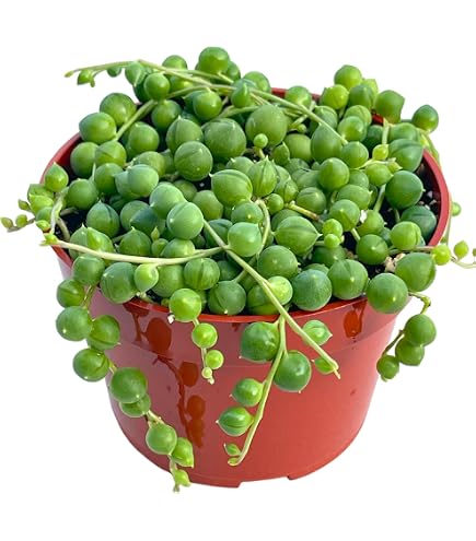 Corpuscularia lehmannii (ICE PLANT)(1 X CUTTING) - LET LOVE GROW