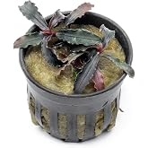 SubstrateSource Bucephalandra Godzilla Potted Live Aquarium Plant - Natural Freshwater Fish Tank Decorations and Aquatic D&eacute;cor