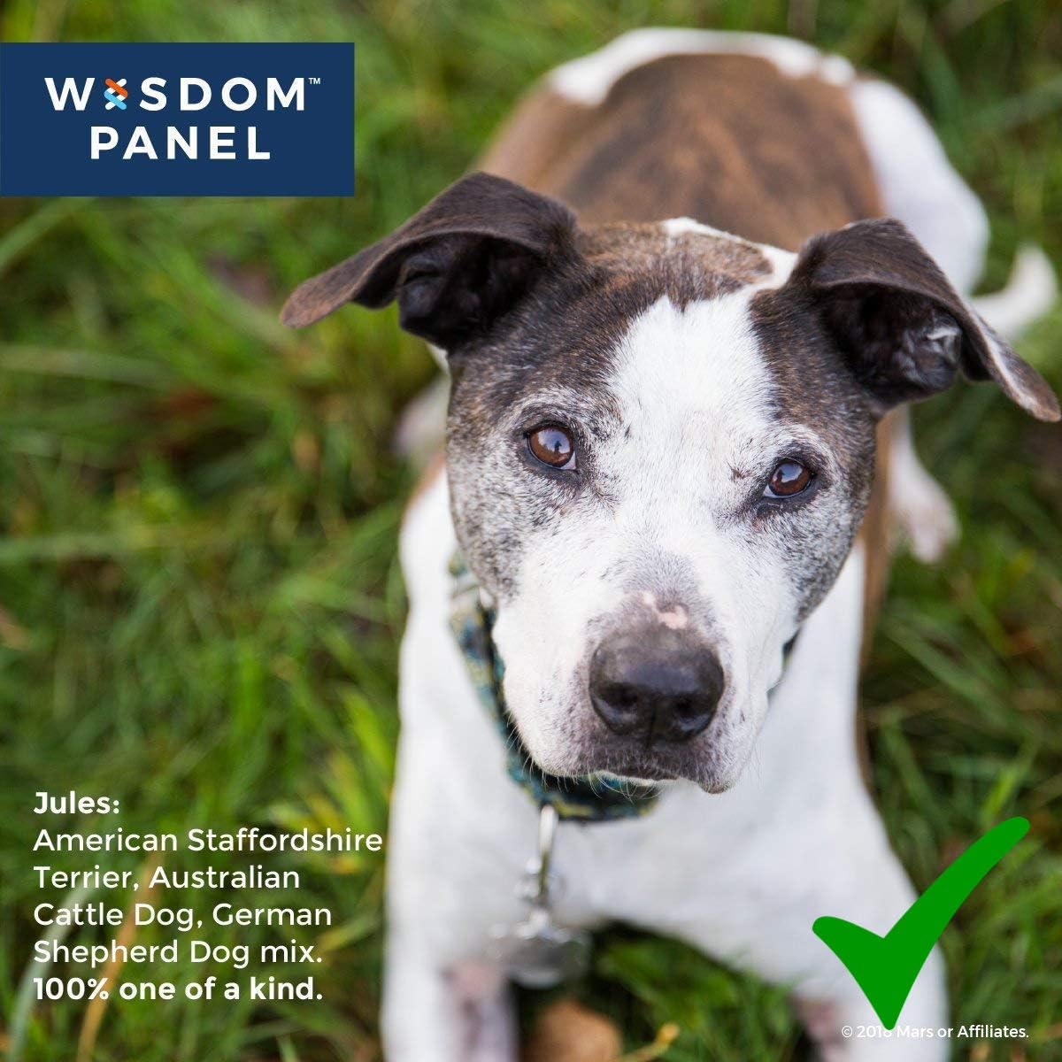 wisdom dna test amazon