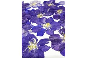 UOKWIWI 24 pcs Purple Larkspur Real Natural Dried Pressed Flowers for Resin Art Craft DIY