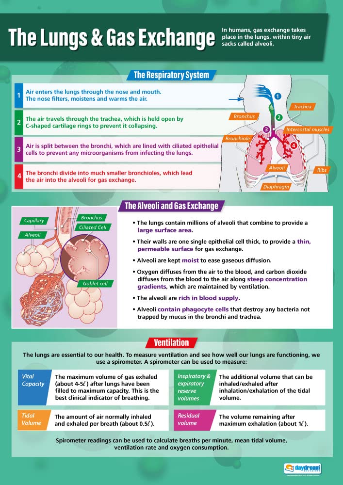 Daydream Education The Lungs and Gas Exchange | Science Posters | Gloss Paper measuring 850mm x 594mm (A1) | Science Charts for the Classroom | Education Charts