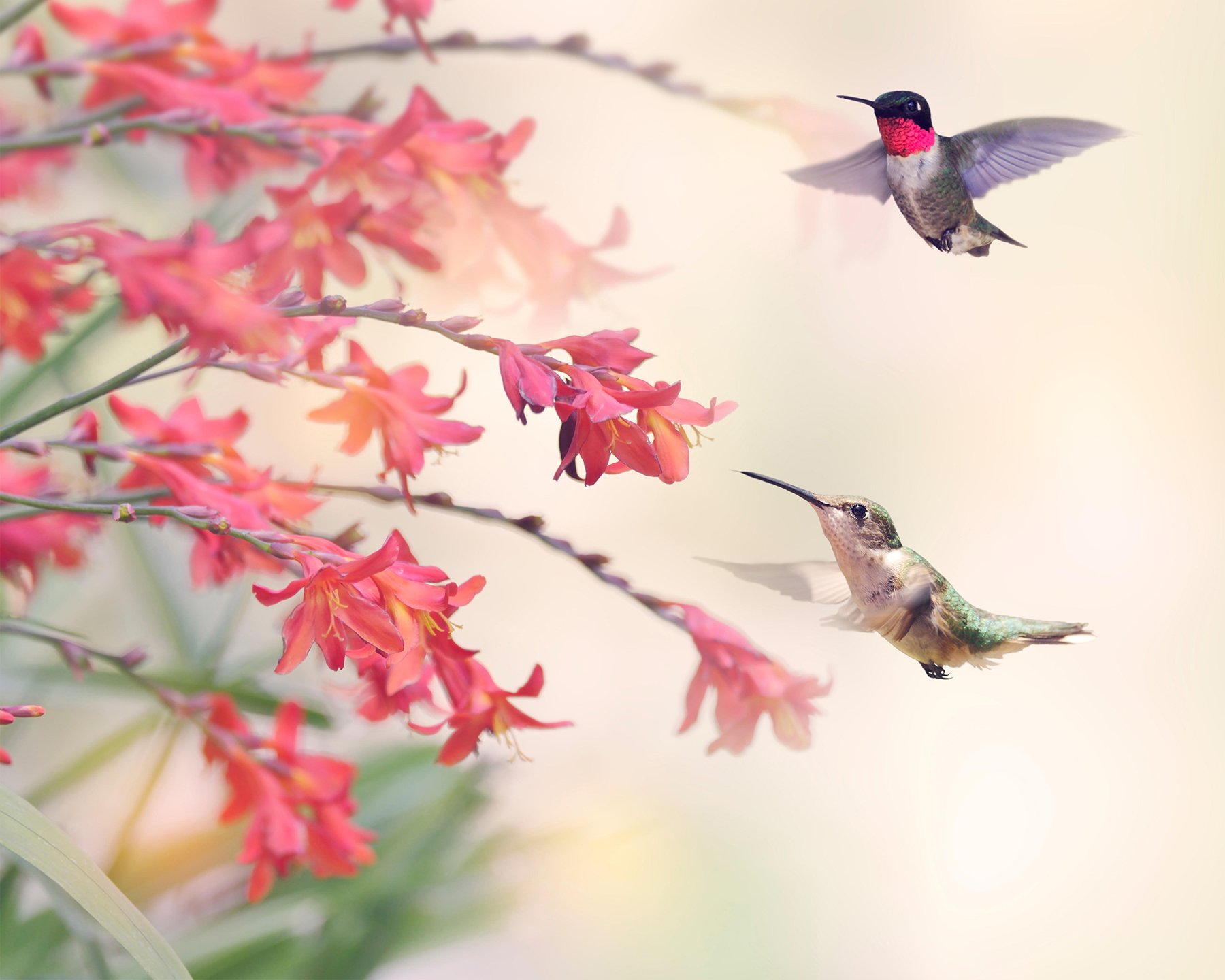 Wall Rogues WR50506 3 x 2.4 m "Hummingbirds" Mural Wallpaper - Pink