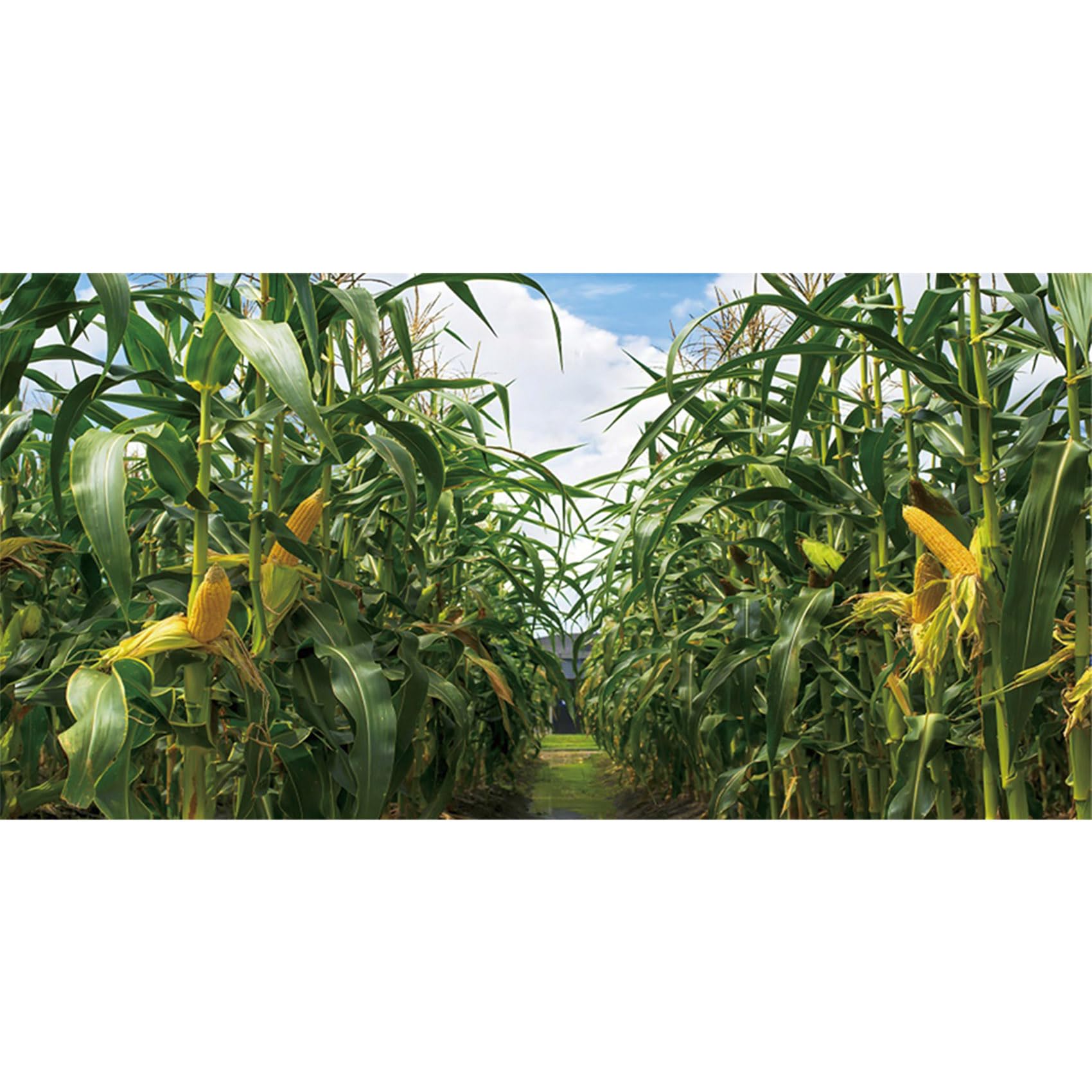 MIRRORANG 120x61cm Reptile Habitat Terrarium Background Farm Cornfield Background Green Plant Crops Aquarium Background