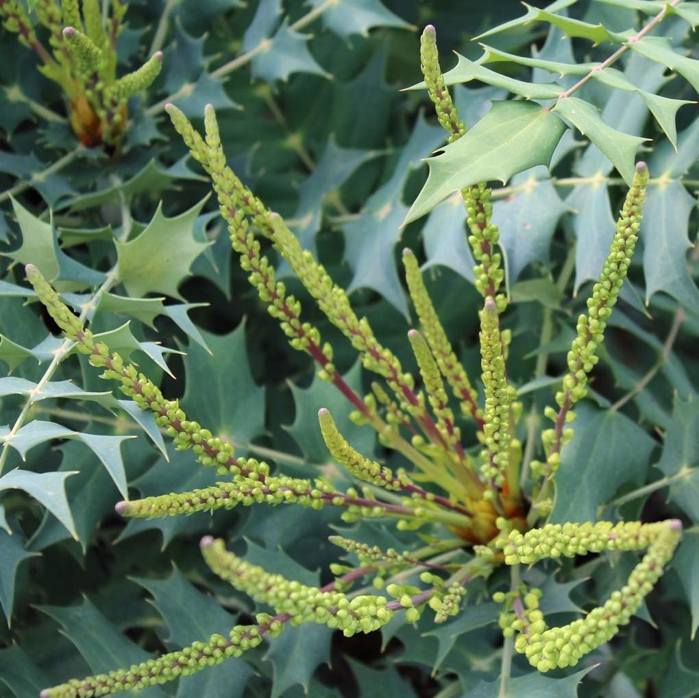 Mahonia Japonica Winter Sun Amazon Co Uk Garden Outdoors