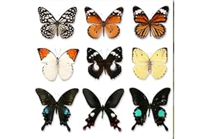 WEI-SECRET 10 Pcs Real Butterfly Specimen Taxidermy Butterfly DIY Creative Production, Taxidermy Animals for Framed Butterfly Shadow (Random)