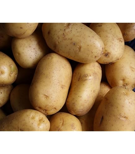 Amazon.com: Russet Burbank Seed Potatoes, 5 lbs. (Certified