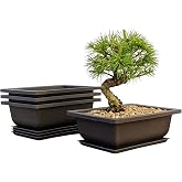 Shallow Bonsai Pots with Drainage Holes and Trays, 6 Inch Training, 3 Pack | Set of 3 shallow 6 inch bonsai training pots with drainage holes, built-in mesh, fitted humidity trays, and wire holes.