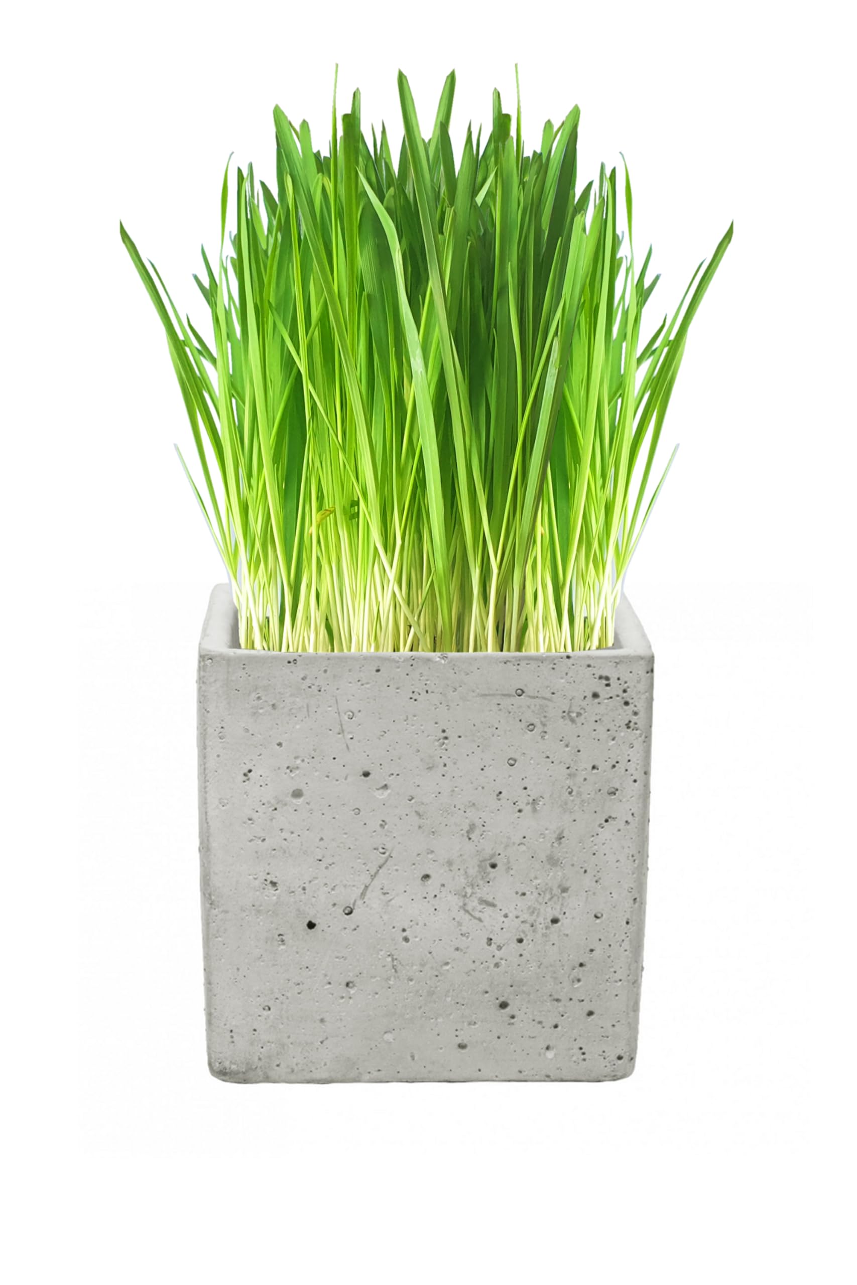 Cat FurNature - Luxury Cat Grass Pots and Growing Kits (Concrete Cube) โ image 1