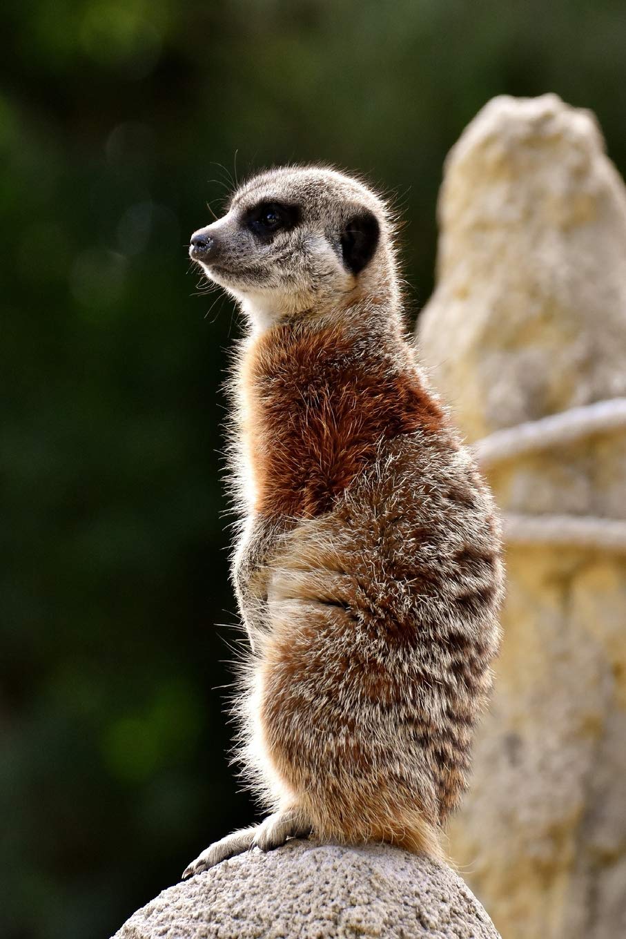 Meercat The Meerkat Or Suricate Is A Small Carnivoran Belonging To The Mongoose Family It Is The Only Member Of The Genus Suricata Journal Home Planners And 9781796396133 Books Amazon Ca