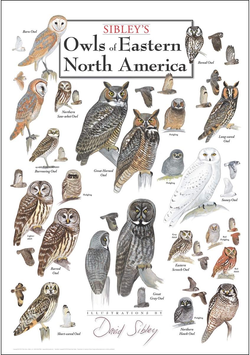 Amazon Com Earth Sky Water Poster Sibley S Owls Of Eastern