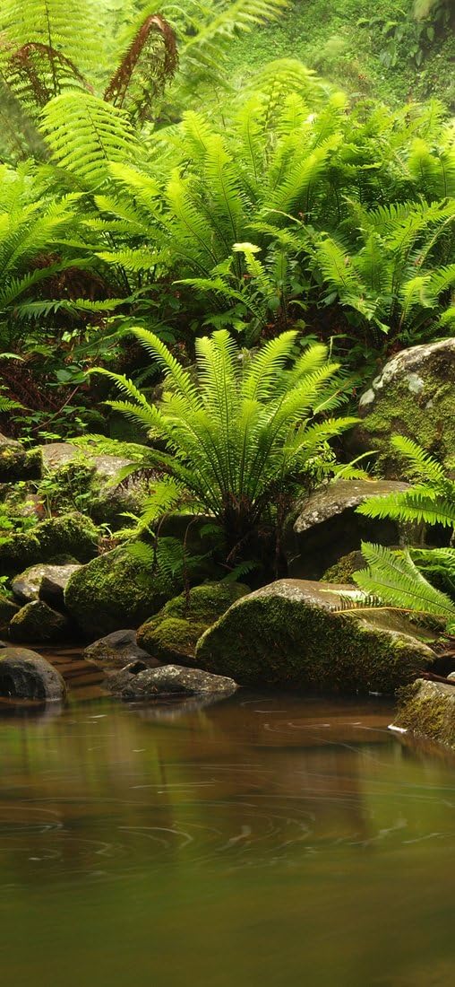 PeelitStickit, Beautiful Nature Wall Murals, ID-171, vinyl, Multi-colour