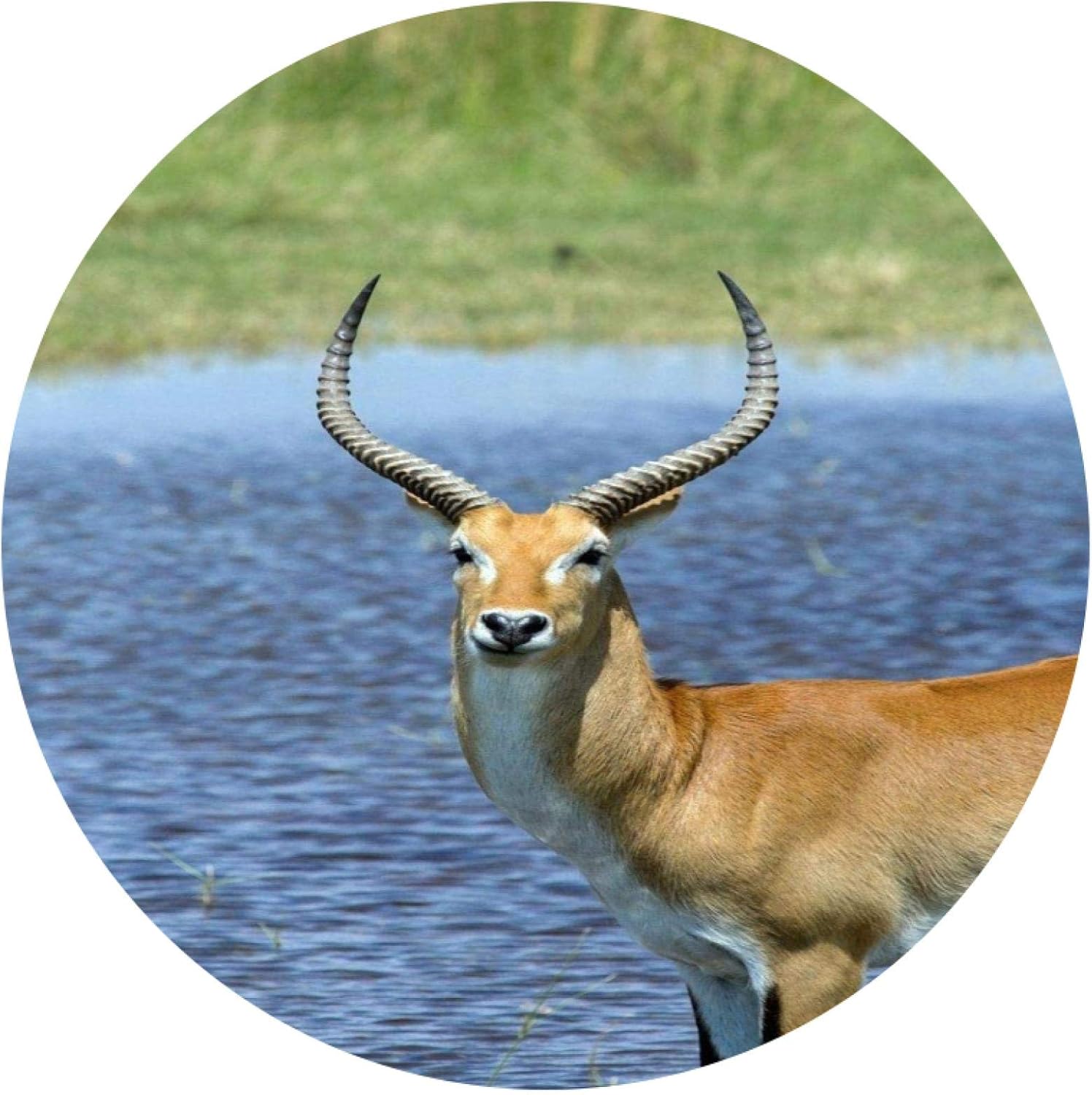 Amazon Co Jp 大人のための大きな丸いパズルdiyデジタルパズル油絵1000ピース 川沿いのアンテロープ動物パターン 家族関係を促進する26 5x26 5インチ Diy 工具 ガーデン