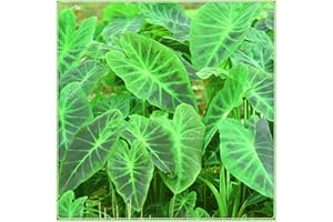 Elephant Ear Bulbs - Charming Floral Rare Species Splendid Dream Floral Fragrance - 15 Bulbs : Package Contains Seeds Only
