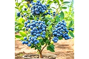 AKTRD 2 Blueberry Plants Live for Planting, Blueberry Bushes Live Plant 1 Year Old, Fruit Tree Live Blueberry Plant Highbush Blueberry Plant (Bluecrop Blueberry Plants)