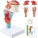 Human Anatomy Larynx Model, 5 Parts, 1:1 Life Size | Benilev Larynx Anatomy Model, Suitable For Anatomy Study, Education And Teaching Demonstration, Including Tongue, Teeth