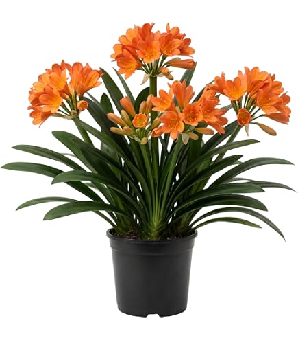 Amazon.com : Generic 100Pcs Clivia Flower Seeds : Patio, Lawn & Garden