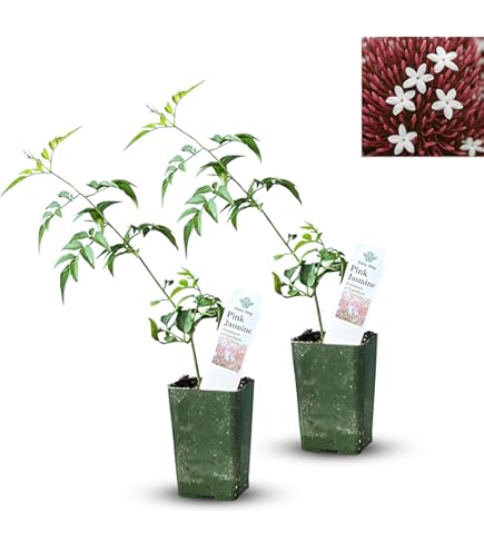 flower oriental lily Forever Susan Asiatic Lily