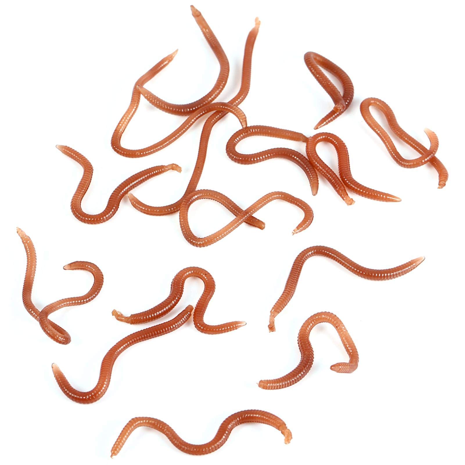 DAUERHAFT Earthworm Soft Fishing Lure Lifelike Grub Worm Bait 10cm Fishy Smell (17-18pcs/Box) ragworm fishing bait fake fishing worms Soft Plastic Lures