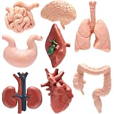 8 PCS Mini Human Body Model for Kids, Human Organ Model Anatomy, Physiology 3D Realistic Study Tools for Students Sciences Class Learn