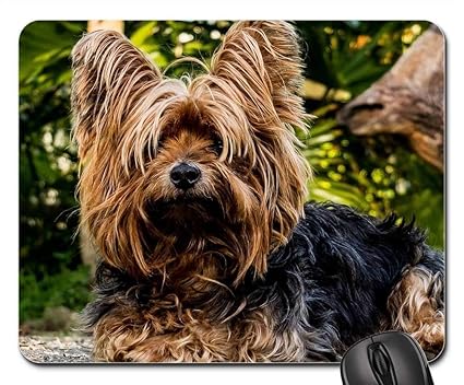 Yanteng Tapis De Souris Chien Yorkshire Terrier Petit